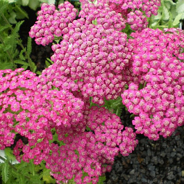 Тысячелистник обыкновенный Тутти Фрутти Пинк Грейпфру