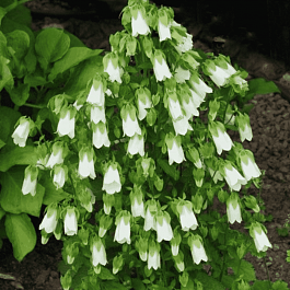 Колокольчик повислый