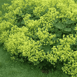 Манжетка мягкая