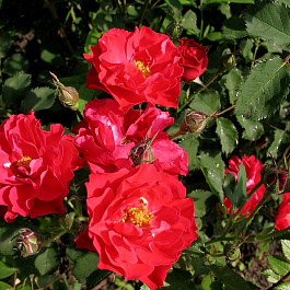 Роза канадская парковая Джон Франклин Роза канадская парковая Джон Франклин