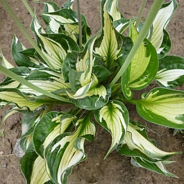 Хоста гибридная Колорд Халк