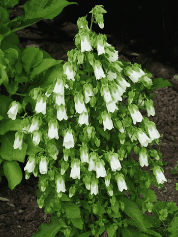 Колокольчик повислый