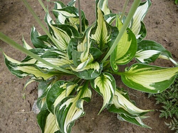 Хоста гибридная Колорд Халк