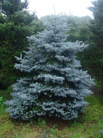 Ель колючая Монтгомери