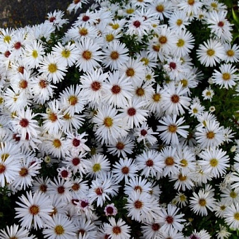 Астра кустарниковая Аполло Астра кустарниковая Аполло