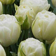 Тюльпан Махровый Maureen Double