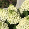 Гортензия метельчатая Magical Matterhorn