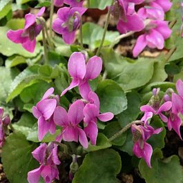 Фиалка (виола) душистая Розеа