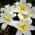 Лилия ОТ-гибрид Ормея Лилия ОТ-гибрид Ормея