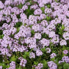 Тимьян обыкновенный Faustini