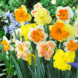 Нарцисс с расщеплённой коронкой &quot;Весенняя палитра&quot; смесь окрасок