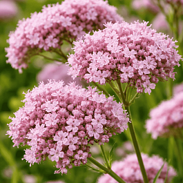 Валериана лекарственная