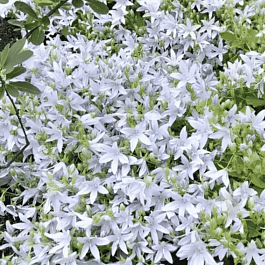 Колокольчик Пожарского Silberregen