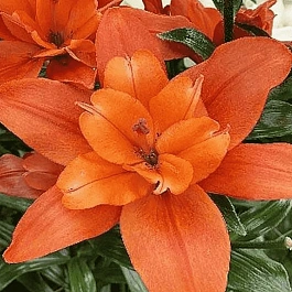 Лилия Double Caddy