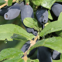 Жимолость плодовая Пушкинская