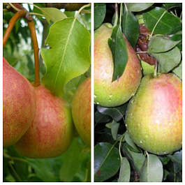 Дерево-сад (2-3х летка) груша 2 сорта Память Яковлева-Мраморная Дерево-сад (2-3х летка) груша 2 сорта Память Яковлева-Мраморная