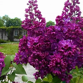 Сирень обыкновенная Знамя Ленина