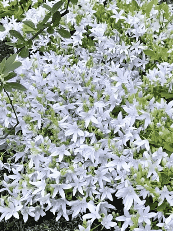 Колокольчик Пожарского Silberregen