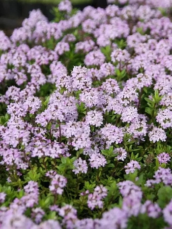 Тимьян обыкновенный Faustini