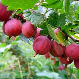 Крыжовник Краснославянский Крыжовник Краснославянский