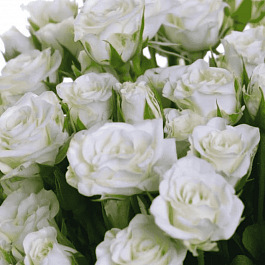 Роза спрей Snow Kiss