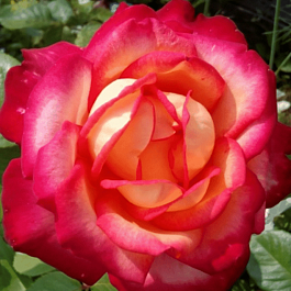 Роза чайно-гибридная Gypsy