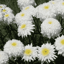 Нивяник наибольший Fiona Goghill