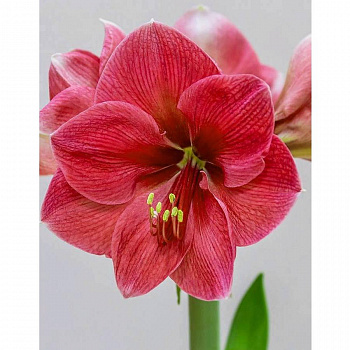 Амариллис простой Геркулес