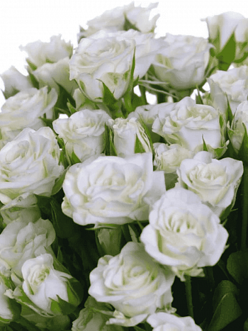 Роза спрей Snow Kiss