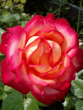 Роза чайно-гибридная Gypsy