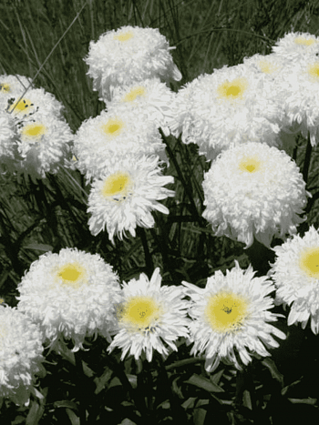 Нивяник наибольший Fiona Goghill