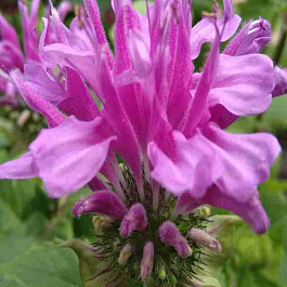 Монарда гибридная Twins