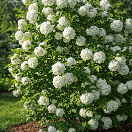 Калина обыкновенная Бульденеж