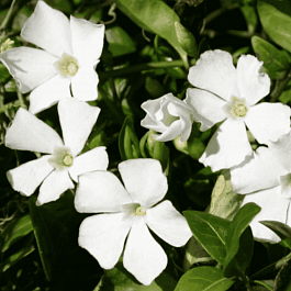 Барвинок малый Alba