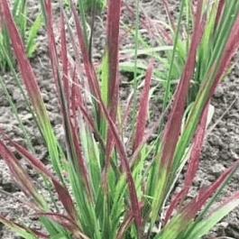 Молиния голубая Rotschoft