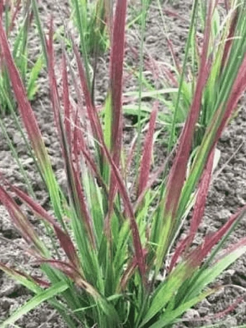 Молиния голубая Rotschoft