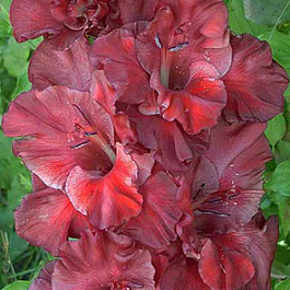 Гладиолус крупноцветковый Шоколад