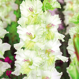 Гладиолус &quot;Огни Городов&quot; Тула