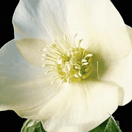 Морозник восточный Queens apricot