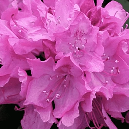 Рододендрон гибридный Metarose