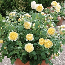 Роза Английская кустовая Charlotte