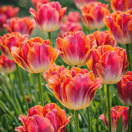 Тюльпан бахромчатый Miami Sunset