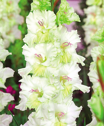 Гладиолус "Огни Городов" Тула