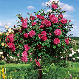 Роза Кинг Артур Штамб