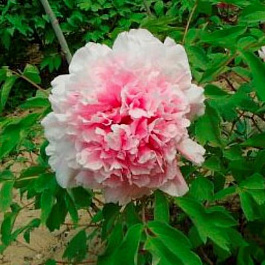 Пион древовидный Букет Розовых Гвоздик