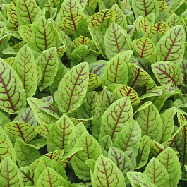 Щавель Красные узоры