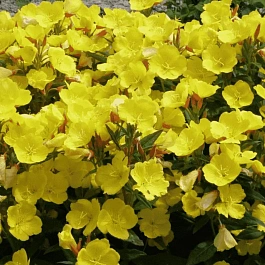 Энотера крупноплодная