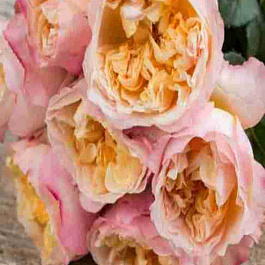 Роза Английская кустовая Edith