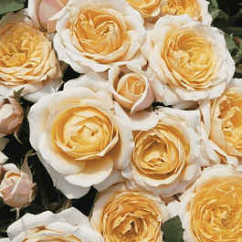 Роза Флорибунда Belle of the Ball