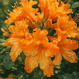 Азалия Ewa-Roza